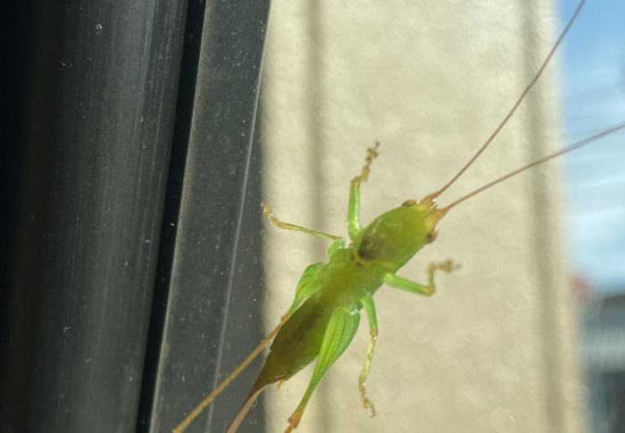 めんどくさい奴