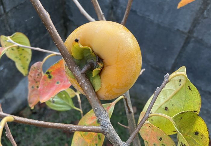 正しい人と言われて泣く
