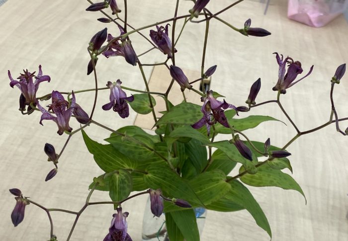 幸せでありますように