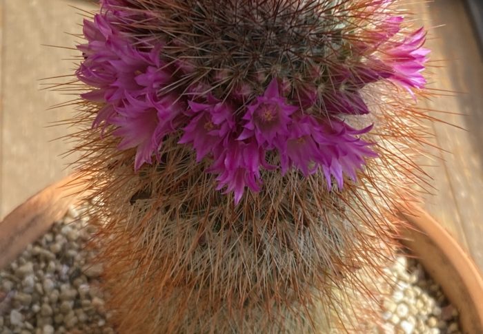 うれしい、嬉しい