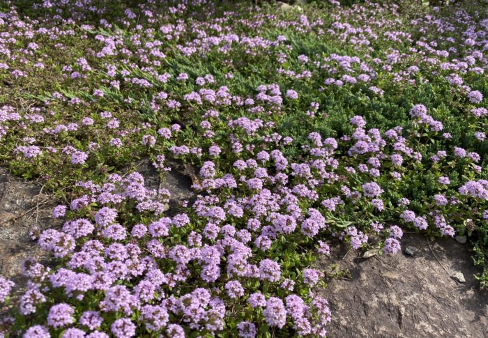 うれしい贈り物