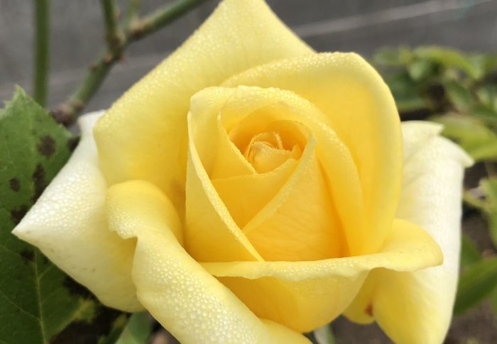 悲しくて、悲しくて