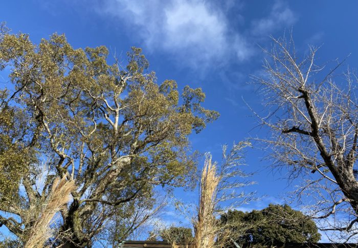 使える母乳パット